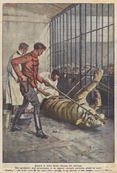 Wanneer de wilde dieren een chirurg nodig hebben door Achille Beltrame